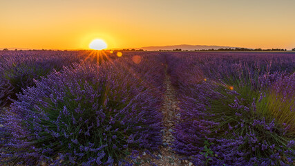 Obraz premium lavender field at sunset