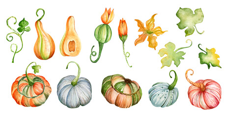 Big autumn watercolor set. Hand-drawn orange, pink, blue pumpkins of various sizes, pumpkin leaves and flowers. Watercolor illustration.