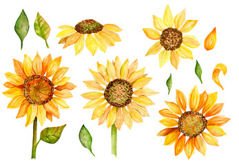Watercolor illustration. Bright set of yellow sunflowers, leaves and petals.