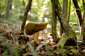 White mushrooms in the woods, on a background of leaves, bright sunlight. Boletus. Mushroom