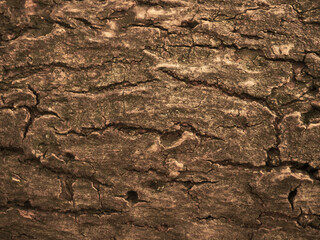Wood texture. Macro. Wood background