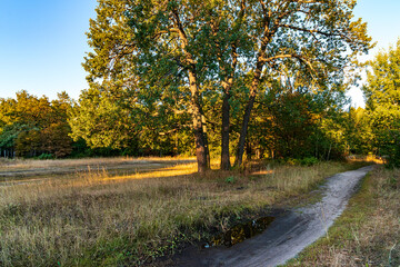 Autumn nature background. Path through forest. Green, Red and yellow foliage. Scenic nature. forest Fall season