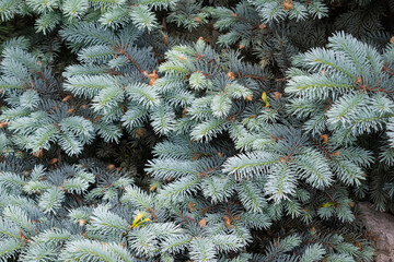 Evergreen lush spreading blue spruce branches