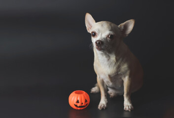  brown  short hair  Chihuahua dogs sitting on black background with plastic halloween pumpkin.