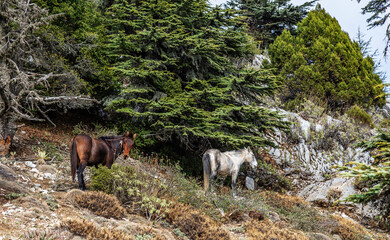 Autumn and wild horses in the cedar forests of AntalyaBey Mountains