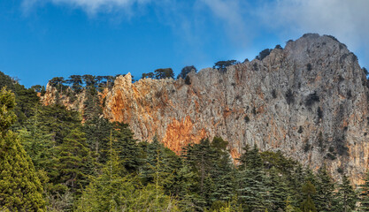 Autumn and wild horses in the cedar forests of AntalyaBey Mountains