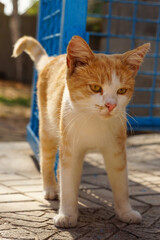 Ginger cat walk in sunny autumn day near blue fence