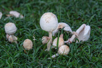 Many white mushrooms on the lawn