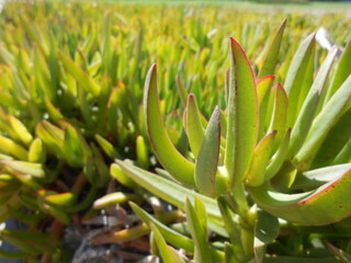 aloe vera plant