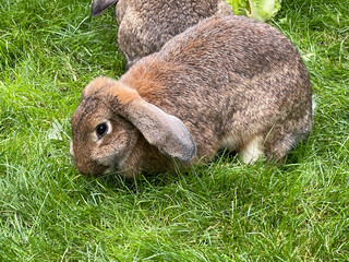 Flauschiger Hase im Gras