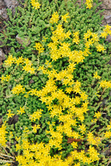 Yellow Sedum flowers in the garden	
