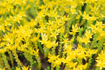 Yellow Sedum flowers in the garden	