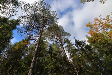 trees and sky