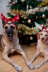 Leica & Iggy im Weihnachtsfieber unter dem Tannenbaum
