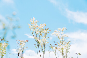 Fototapeta premium Meadowsweet, or Labaznik (lat. Filipéndula) is a genus of perennial grasses of the Rosaceae family. Meadow on a sunny summer day. 