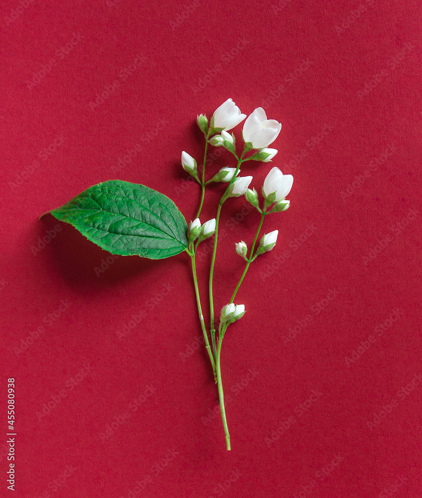 Wall mural Beautiful white jasmine flowers on a red background. Flat lay with copy space for the wedding, birthday, party or other celebration.	