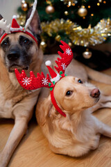 Leica & Iggy im Weihnachtsfieber unter dem Tannenbaum
