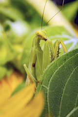 The European Mantis