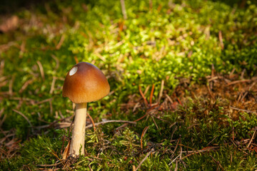 Grzyby w lesie  © Mariusz Stoszewski