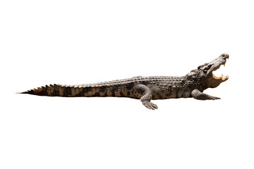 Close-up Large Crocodile image solated on white background.