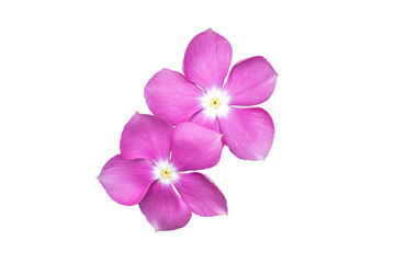 Fototapeta na wymiar Image pink flowers isolated on the white background. Image easy editable pink flowers.