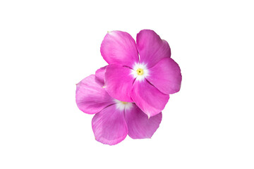 Image  pink flowers isolated on the white background. Image easy editable pink flowers.