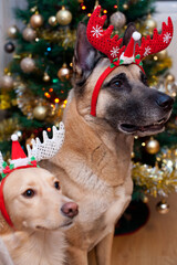 Leica & Iggy im Weihnachtsfieber unter dem Tannenbaum
