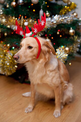 Leica & Iggy im Weihnachtsfieber unter dem Tannenbaum
