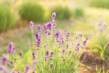 Panorama of lavender field morning summer blur background. Summer lavender. Floral background. Shallow depth of field	