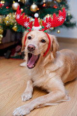 Leica & Iggy im Weihnachtsfieber unter dem Tannenbaum
