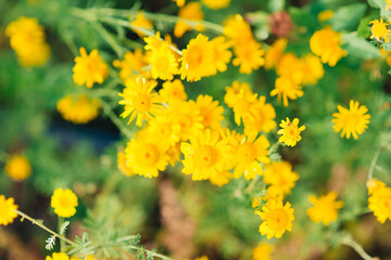 Calendula (Calendula officinalis, pot marigold, ruddles) flower on green natural summer background. Calendula petals of a medicinal plant, herb leaves. Calendula medicinal field plant.