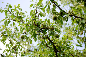 Fototapeta na wymiar Pear, fruit tree against blue sky 