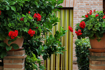 Entrance of a farmhouse, in the foreground two large earthenware vases with red geranium flowers.