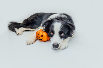 Trick or Treat concept. Funny puppy dog border collie with orange pumpkin jack o lantern lying down...
