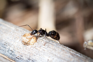 Camponotus aethiops worker eat sugar water on a plant
