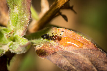 Camponotus lateralis worker drinking sugar water in a leaf
