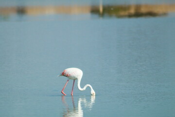 Pretty flamingos feeding silently in a quiet lagoon