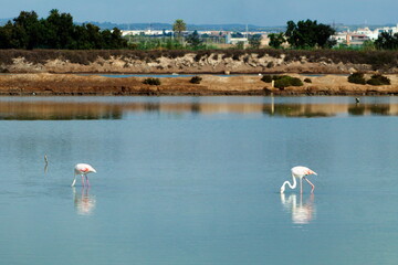Pretty flamingos feeding silently in a quiet lagoon