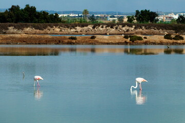 Pretty flamingos feeding silently in a quiet lagoon