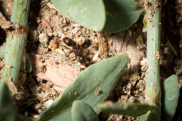 Worker of Messor ibericus walks on the ground in search of food