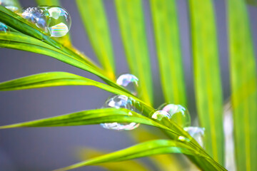 Water bubbles floating and falling on green leaves
