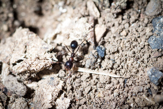 Worker of Messor wasmanni walks on the ground in search of food