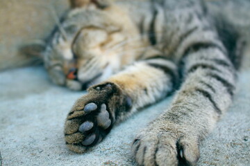 close up of a cat