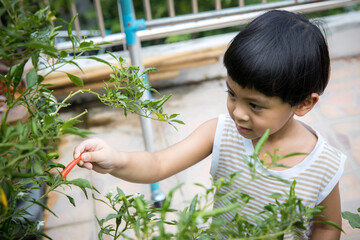 Hand with chili, children hand picking red chili in the home garden. kid pick pepper