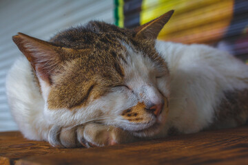 portrait of a cat