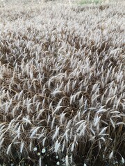 Wheat Field.