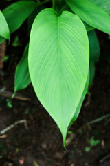 Turmeric, Haldi (Curcuma Longa) plant leaves isolated. Asian herb, India. Herbal Plant, Turmeric, Haldi farming.