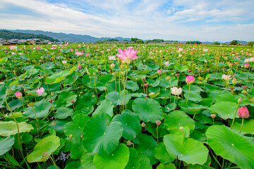 field of flowers