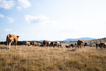 Group of cows standing outdoors in the field and grazing.