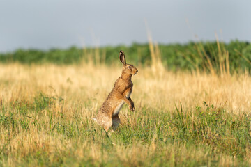 European hare on the spring meadow. European wildlife. Hare on the grassland.  © prochym